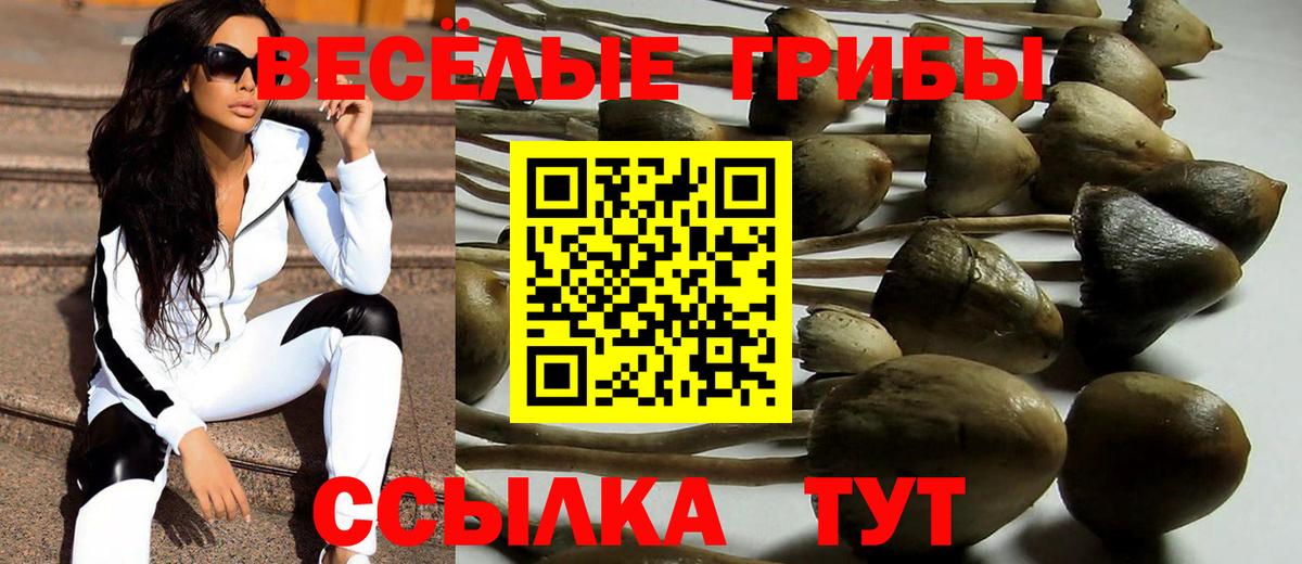 Псилоцибиновые грибы Cubensis Кызыл